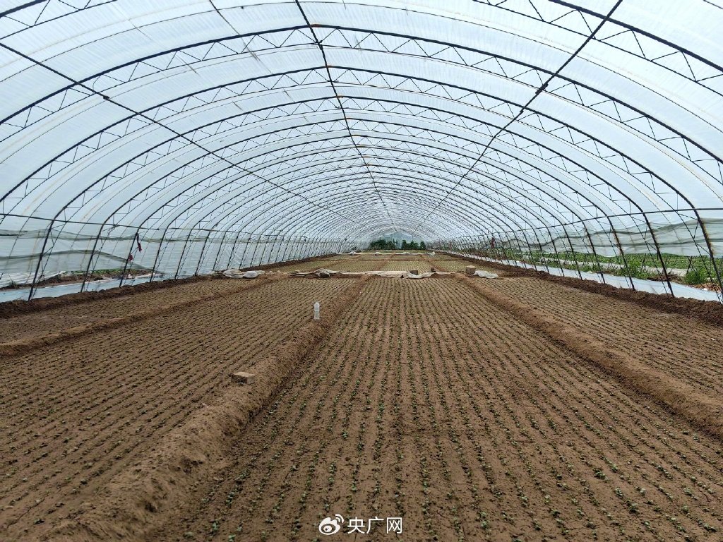 有菜农表示，近日，一些大棚绿叶菜刚种下，正是陆地菜和大棚菜种植交替期（央广网发 受访者供图）