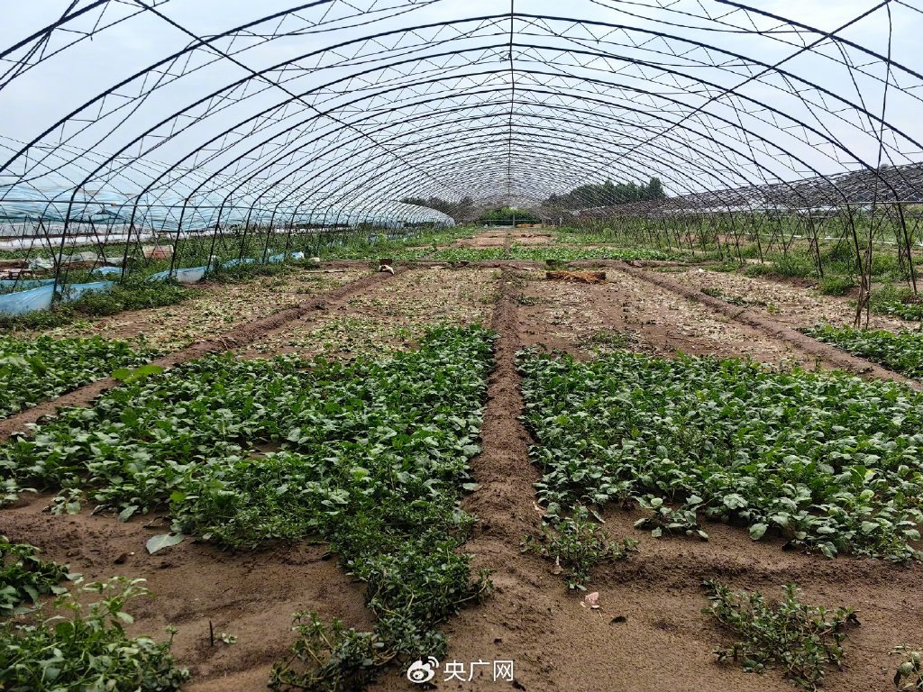 有菜农刚种下不久的大棚绿叶菜（央广网发 受访者供图）